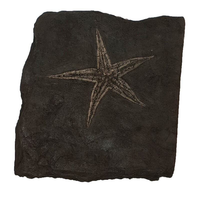 New discovery of fossil starfish to discover at 22 nd street tucson
