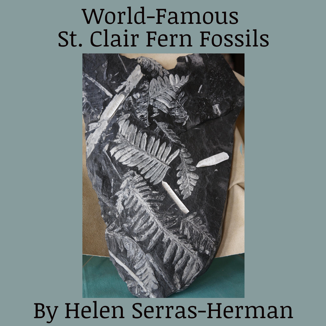 World-Famous St. Clair Fern Fossils