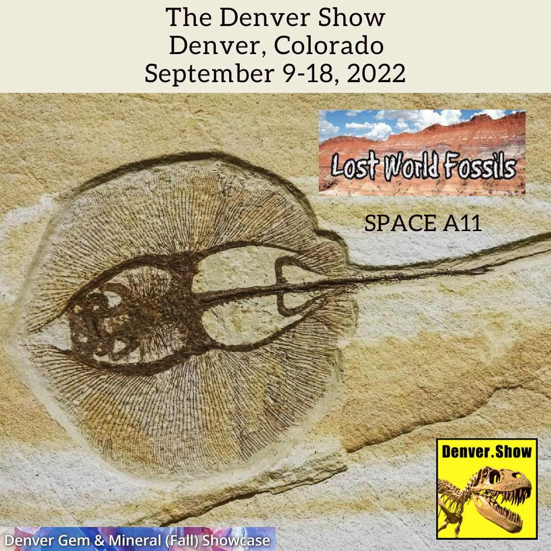 Lost World Fossils at The Denver Show 2022