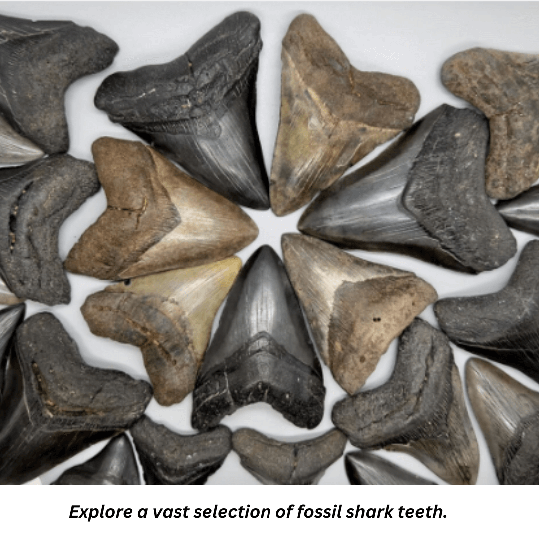 Dive Deep with Steve's Fossil Shark Teeth