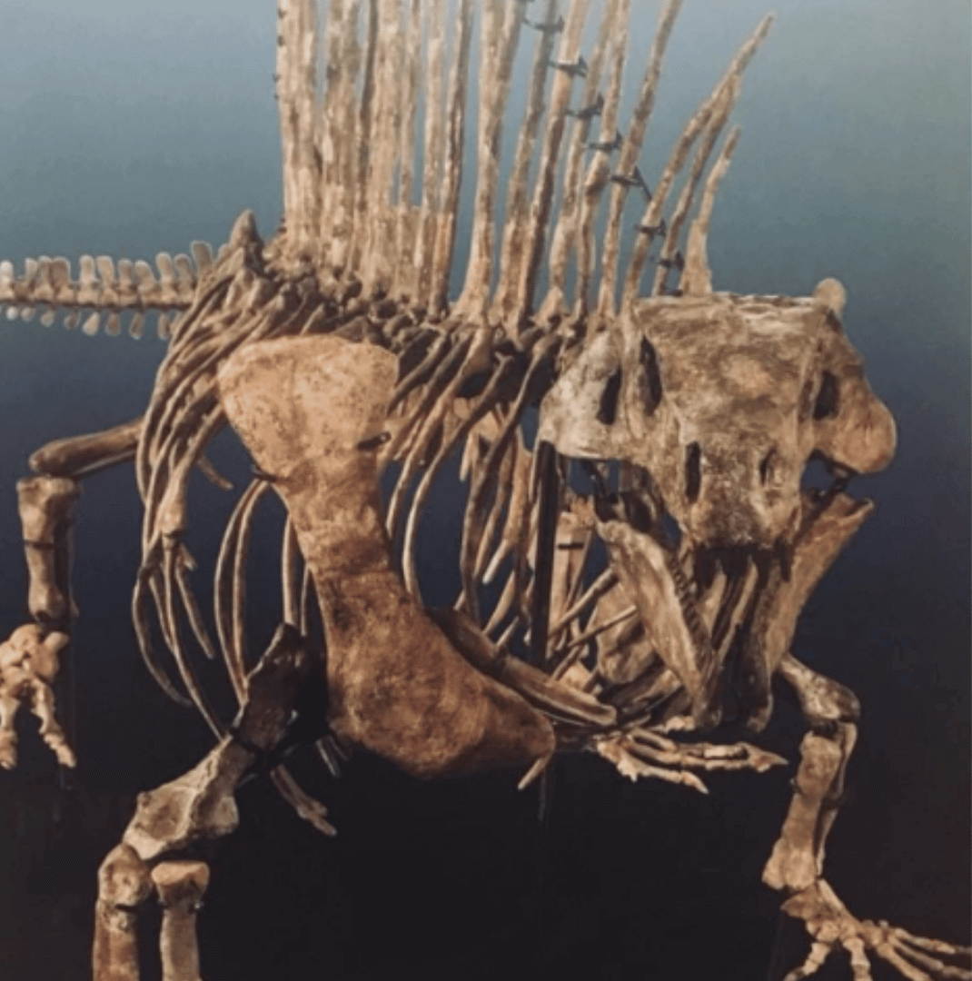 Fossils, Fieldwork, and Family Fun ~ Discover PaleoTex in West Texas