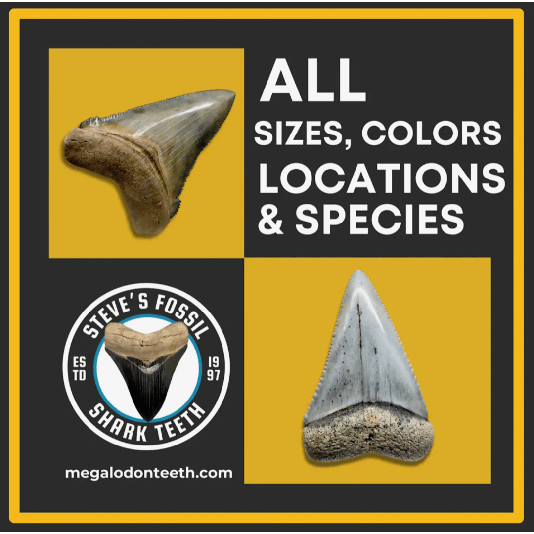 Two Tucson Locations, One Massive Fossil Shark Teeth Selection: Megalodonteeth.com Expands for 2026 Show
