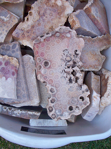 Slabs of Fossil Coral -  one of the "natural gems" formed when plant fibers in ancient corals are replaced with agate or microcrystalline quartz.  Proper nomenclature is 'agatized coral' but the term Fossil Coral is commonly acceptable..