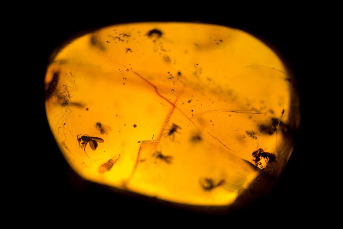 Amber with bug inclusions