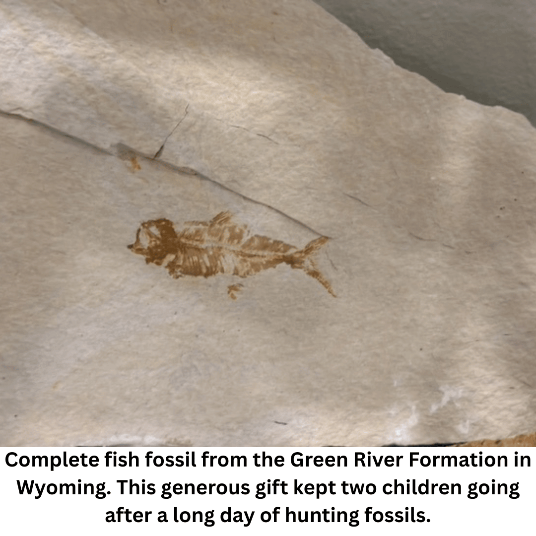 Complete fish fossil from the Green River Formation in Wyoming. This generous gift kept two children going after a long day of hunting fossils.