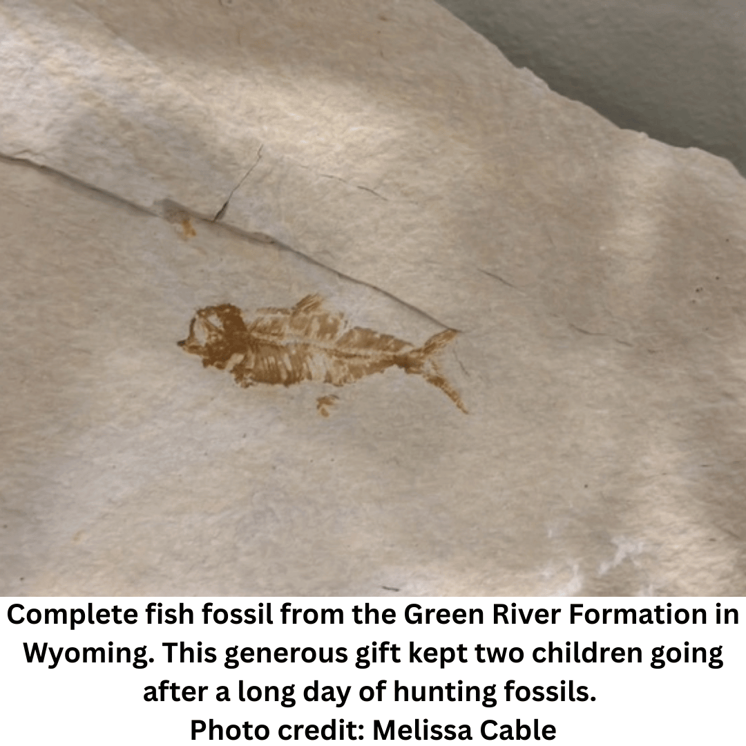 Complete fish fossil from the Green River Formation in Wyoming. This generous gift kept two children going after a long day of hunting fossils. Photo credit: Melissa Cable