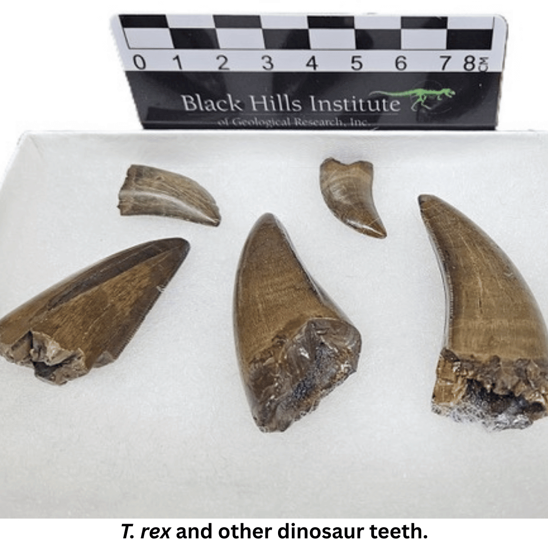 A Bite Out of Prehistory: Black Hills Institute Brings World’s Largest ...
