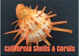 California Shells & Corals Logo