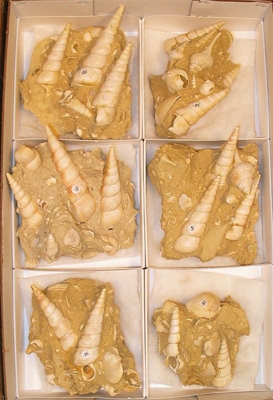 Turritella specimens