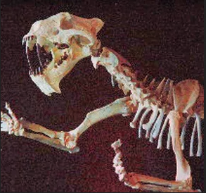 Japheth Boyce Fossils Image