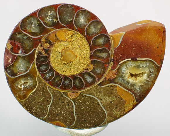 Ammonites (cut & polished halves). Locality: Madagascar. Sold by the pair.