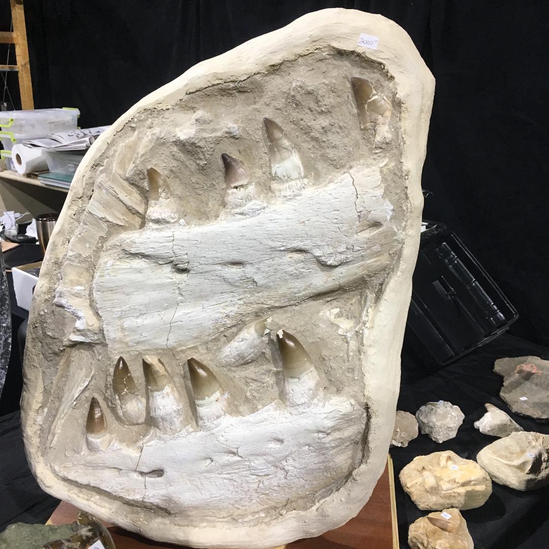 Mosasaur Jaws, these are real not manufactured.