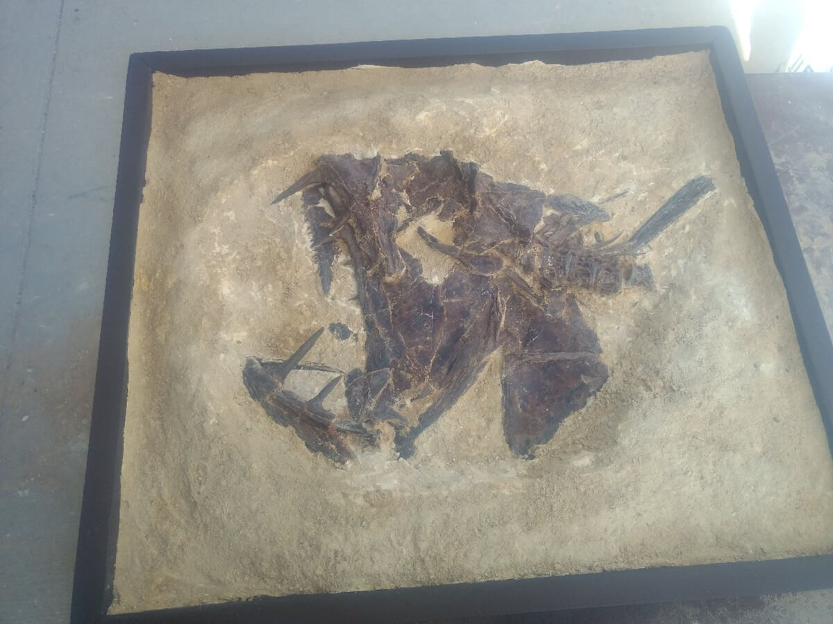 An Enchodus Skull from the Cretaceous of Kansas