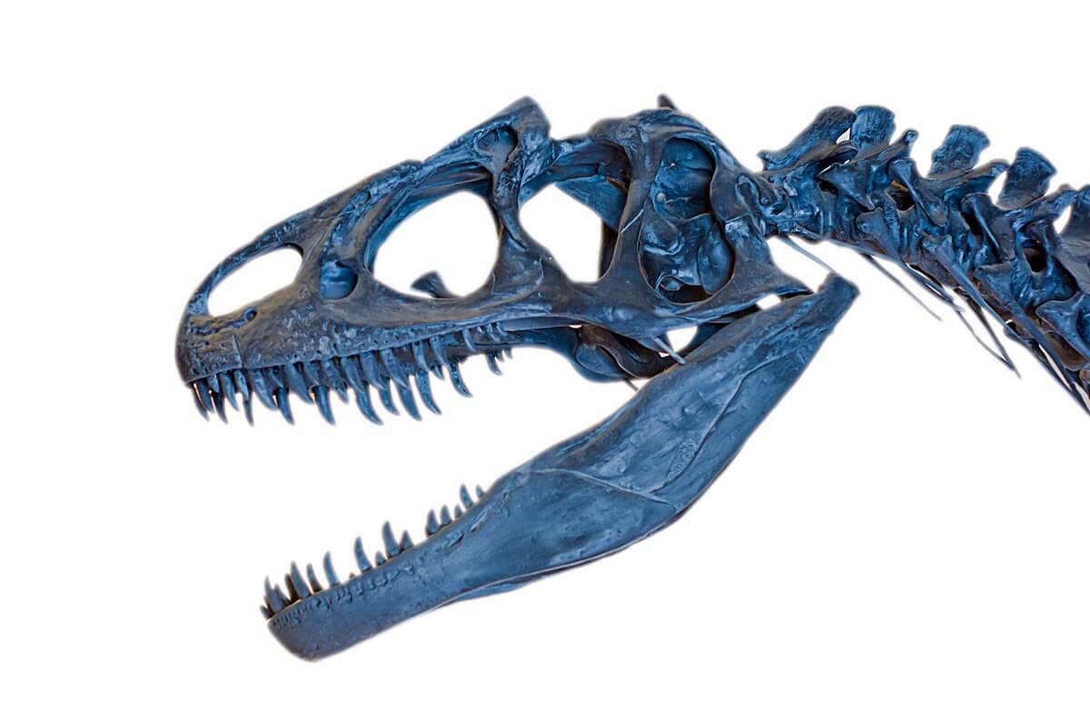 Dinosaur Gem Bone & Turquoise Image