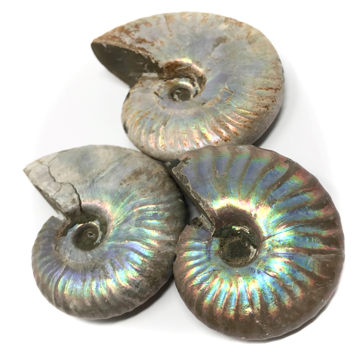Pearl Ammonite Fossil