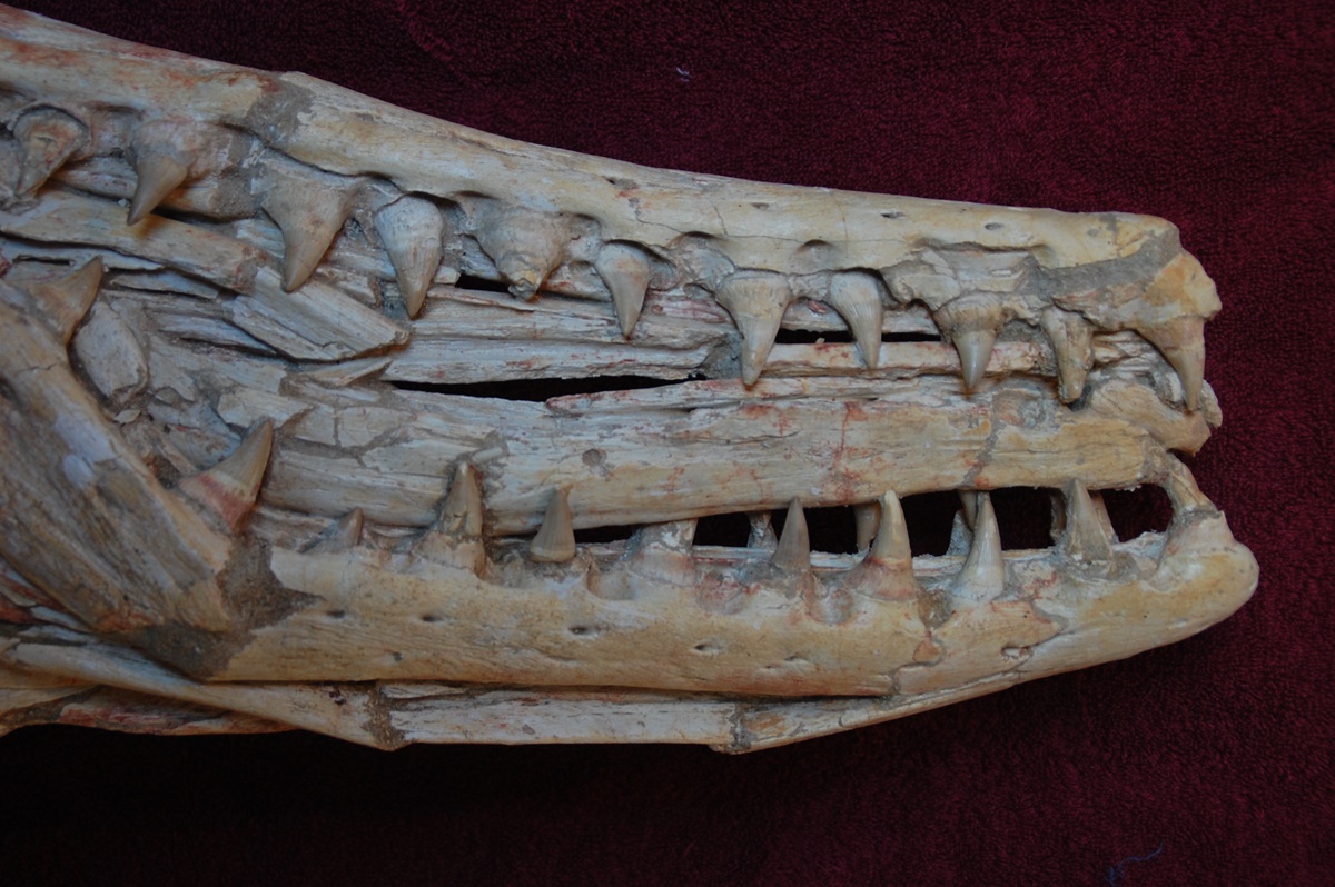 A Mosasaur Jaw