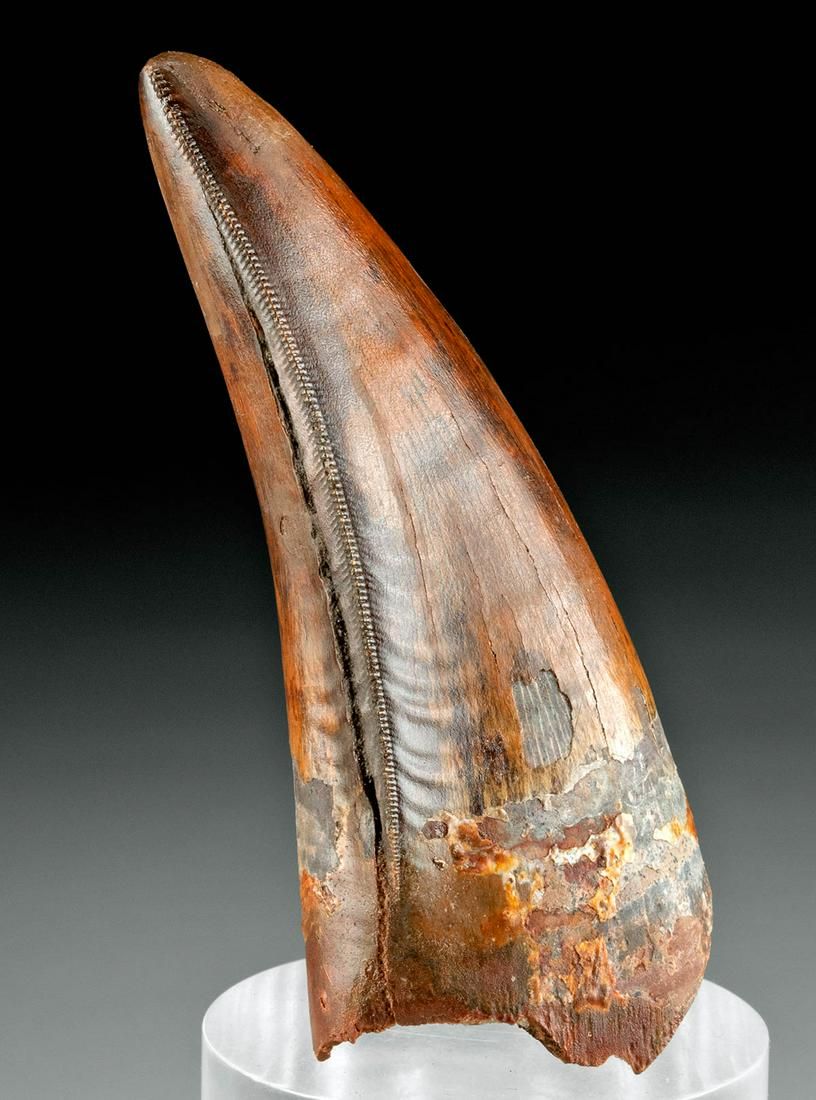A Charcharodontosaurs Tooth