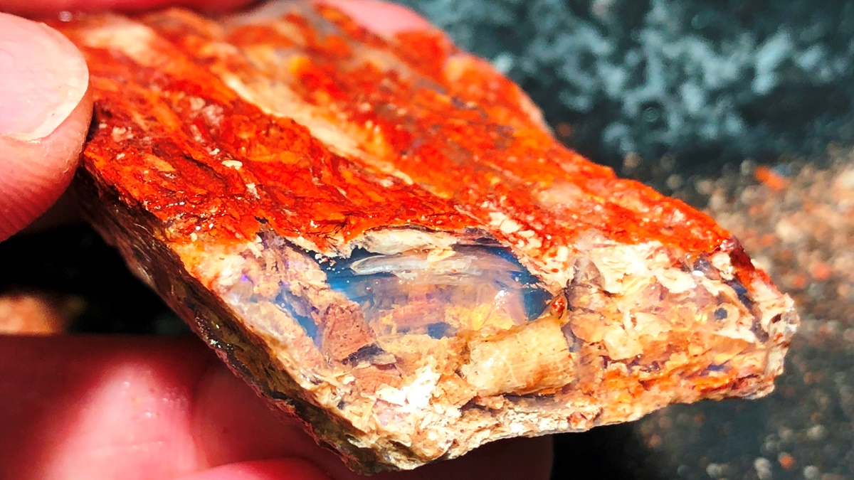 Opalized fossil from the DTEO opal claim, Lightning Ridge