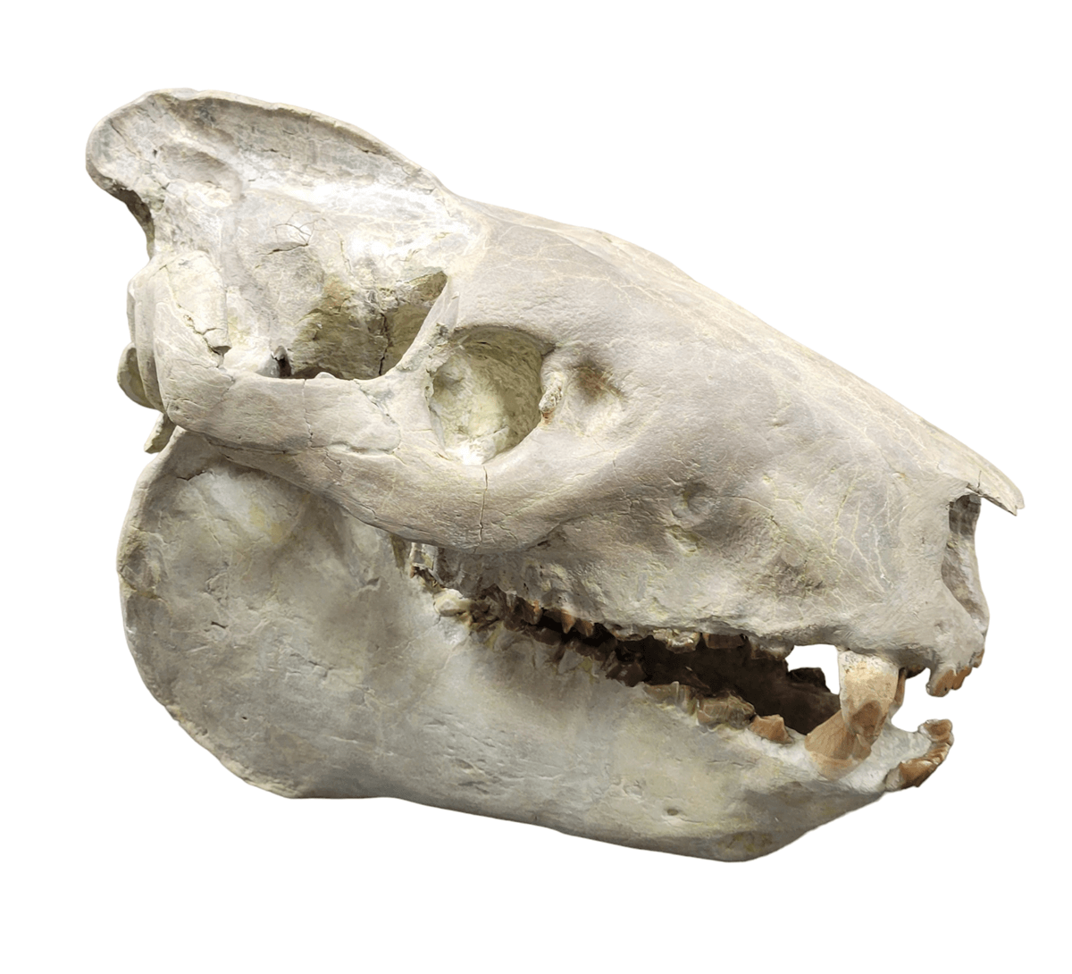 oreodont eporeodon major