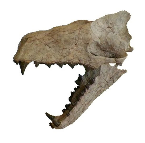 hyaenodon