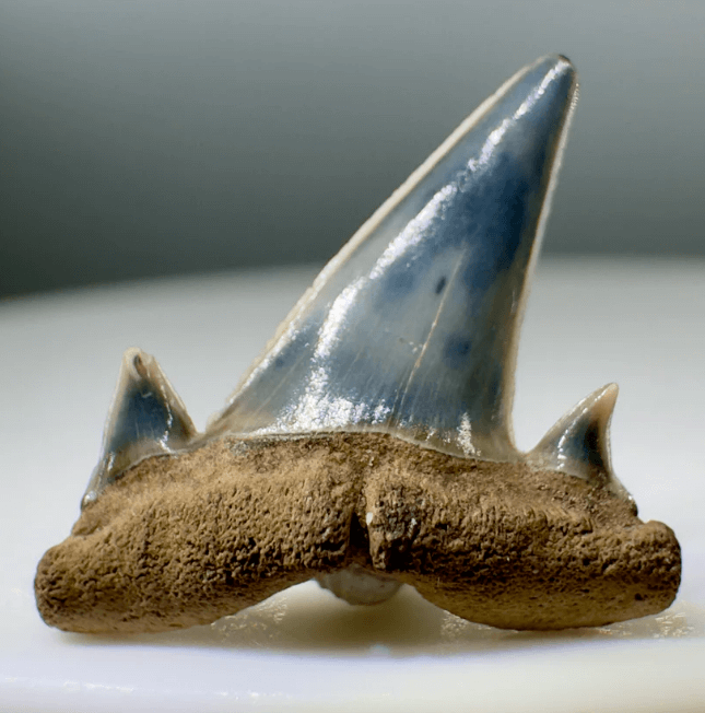 Infant Venice Megladon Shark Tooth