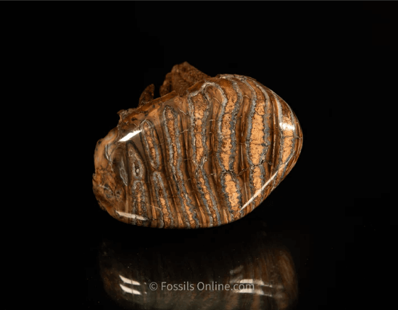 Polished Woolly Mammoth Tooth Sibria Permafrost 