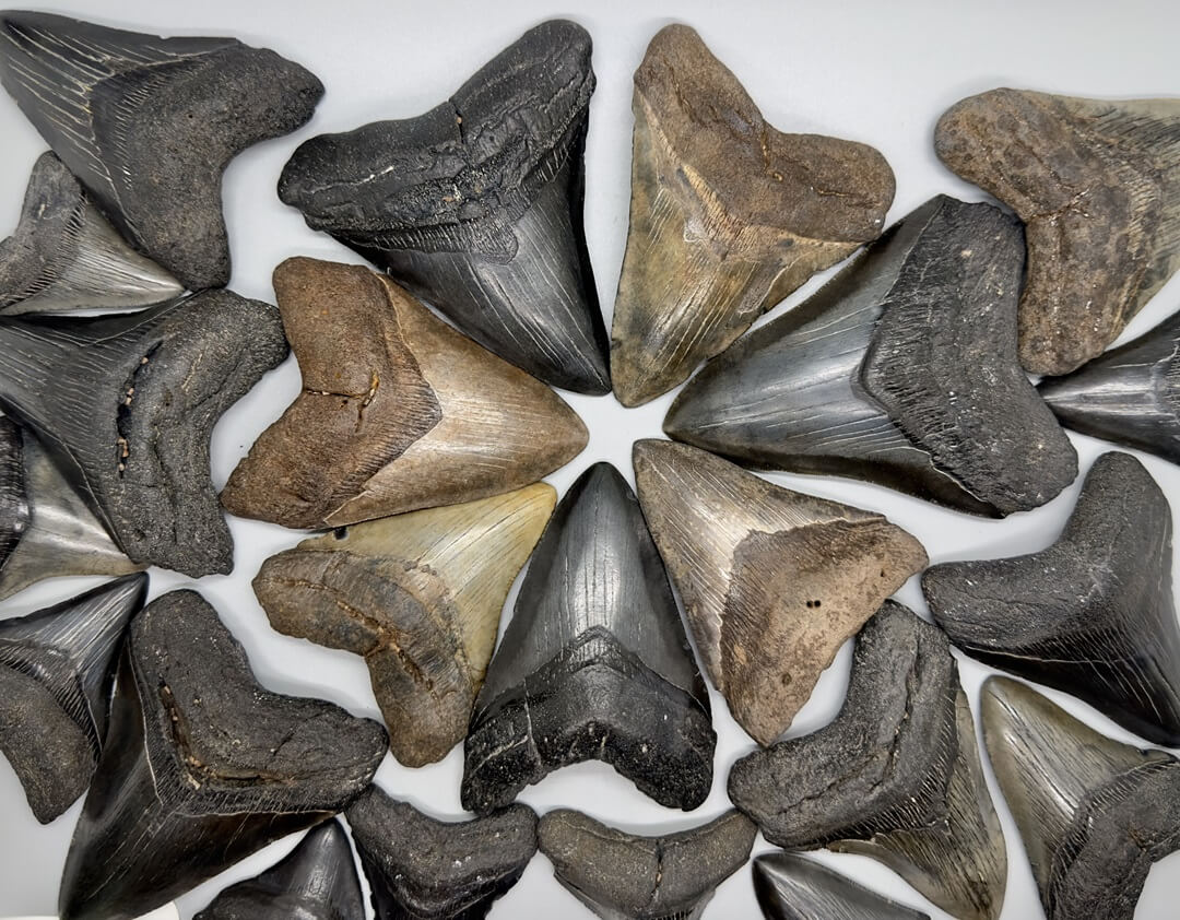 Explore a vast selection of Fossil Shark Teeth