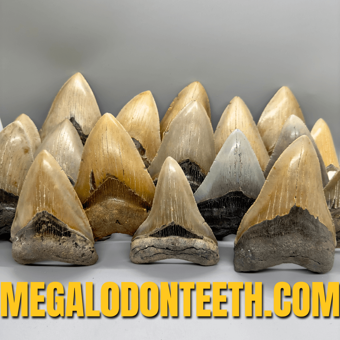 	
Megalodon Teeth - Best Sellers of Fossil Shark Teeth