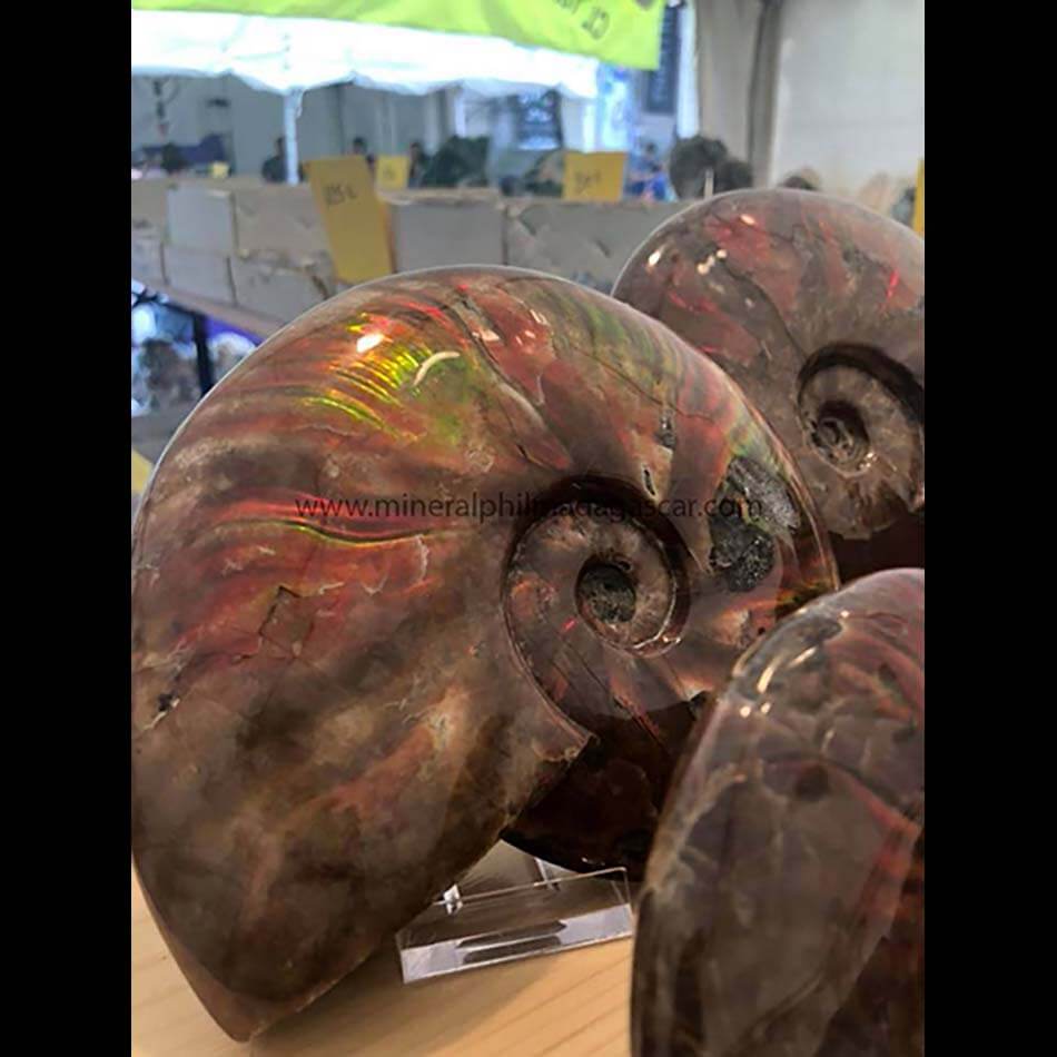 Ammonite displaying iridescence. 