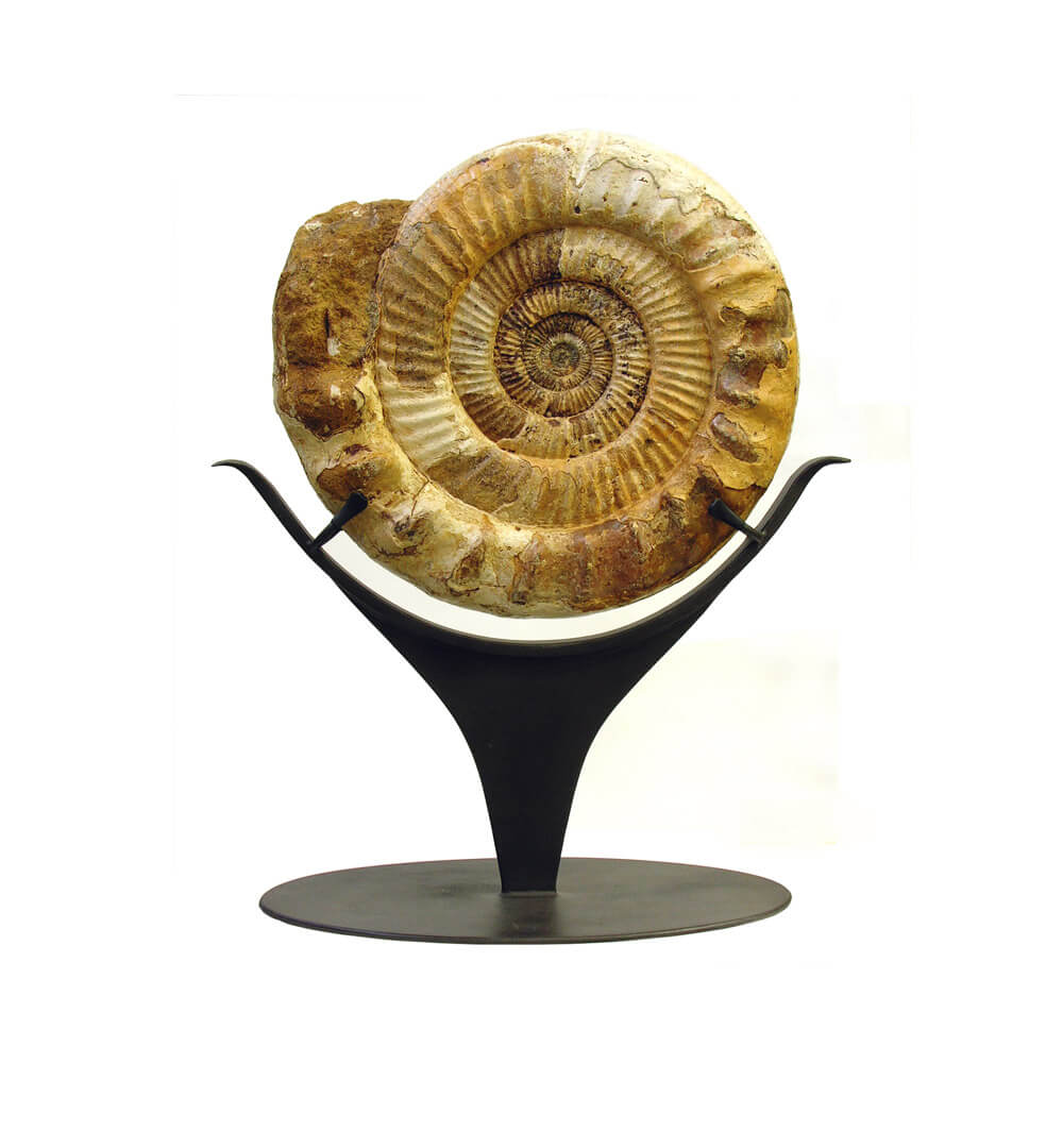 An ammonite on a custom iron stand.