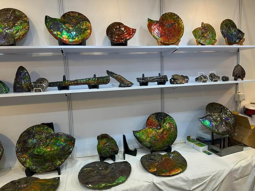 A shelf of ammolite specimens