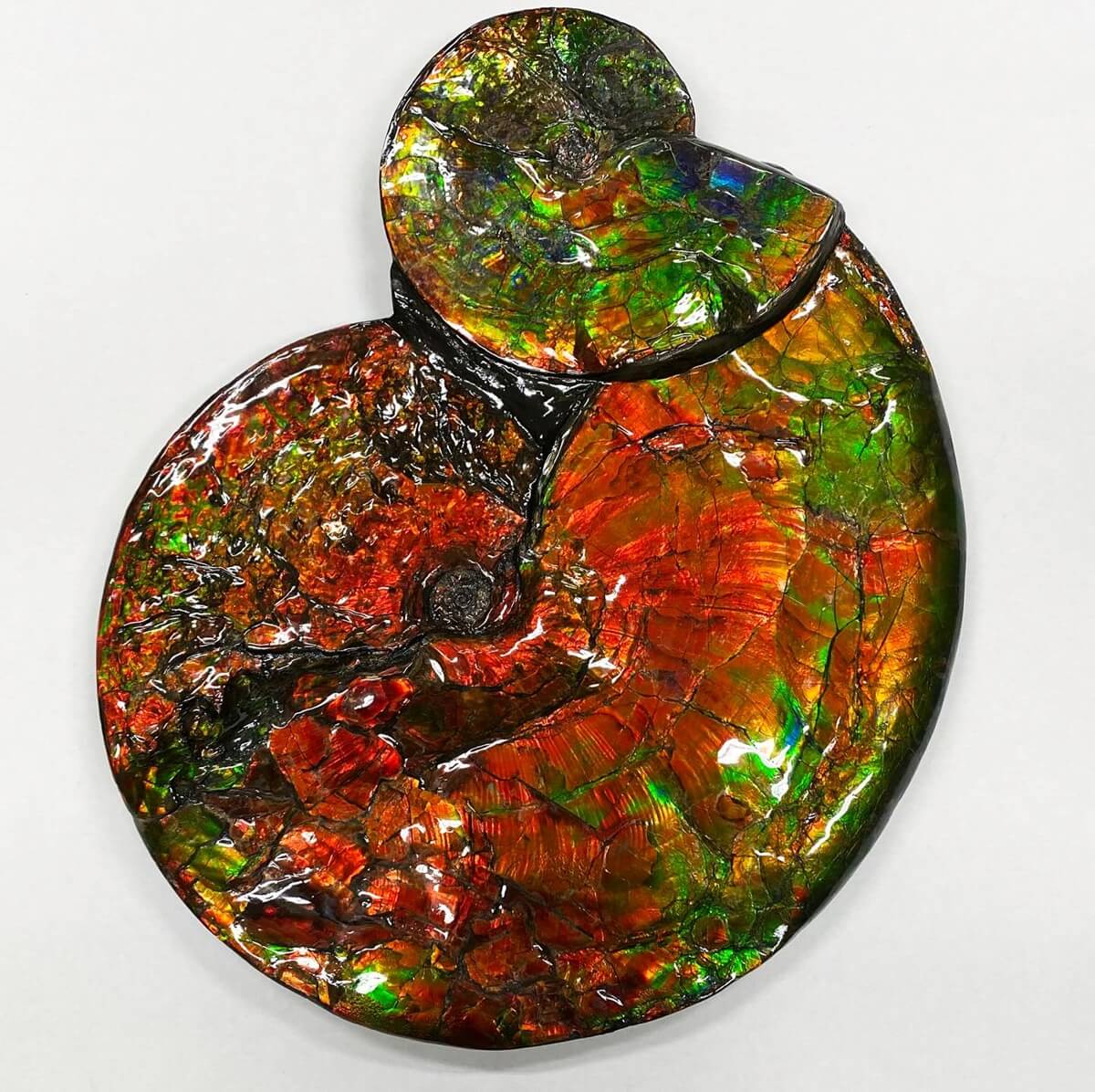 Ammolite specimens