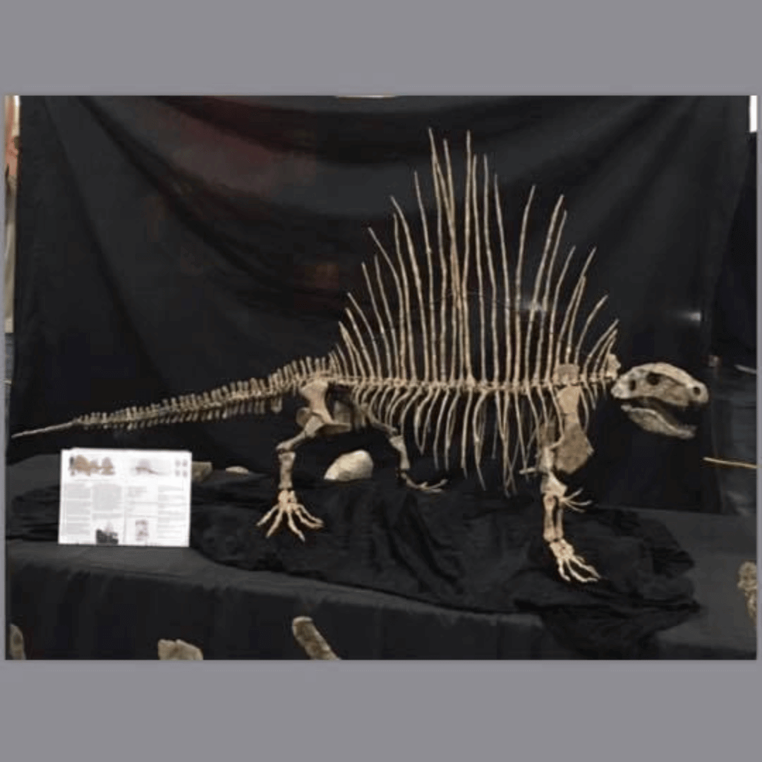PaleoTex Image
