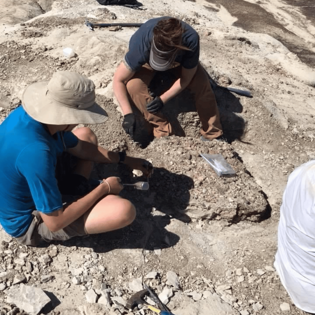 PaleoTex Image
