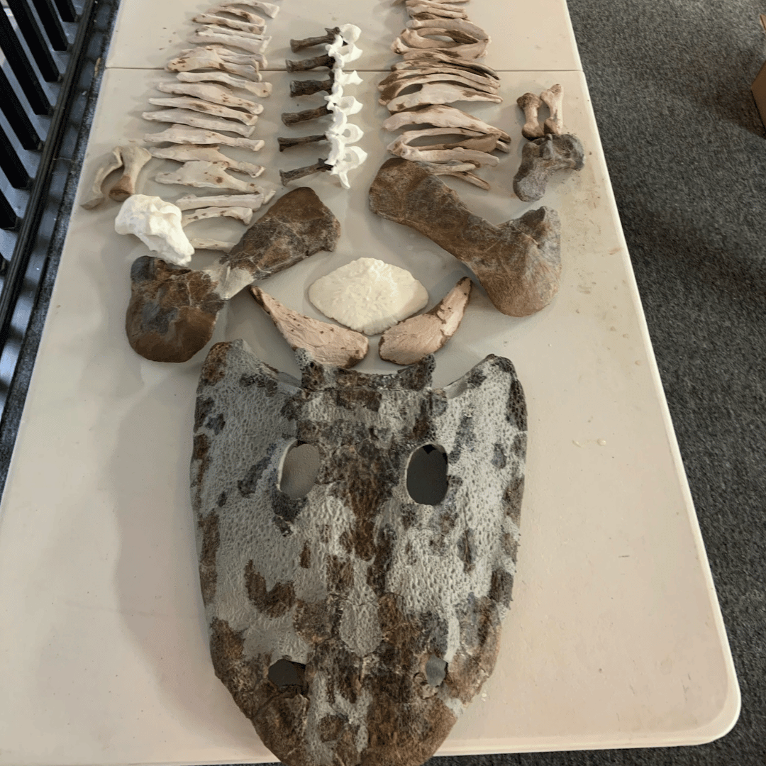 PaleoTex Image