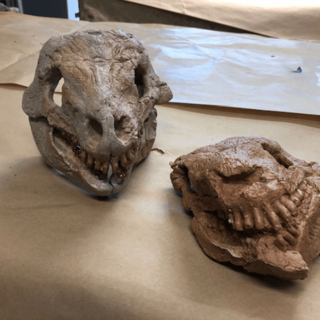 PaleoTex Image