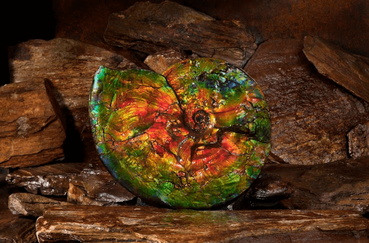 KORITE Ammolite Image