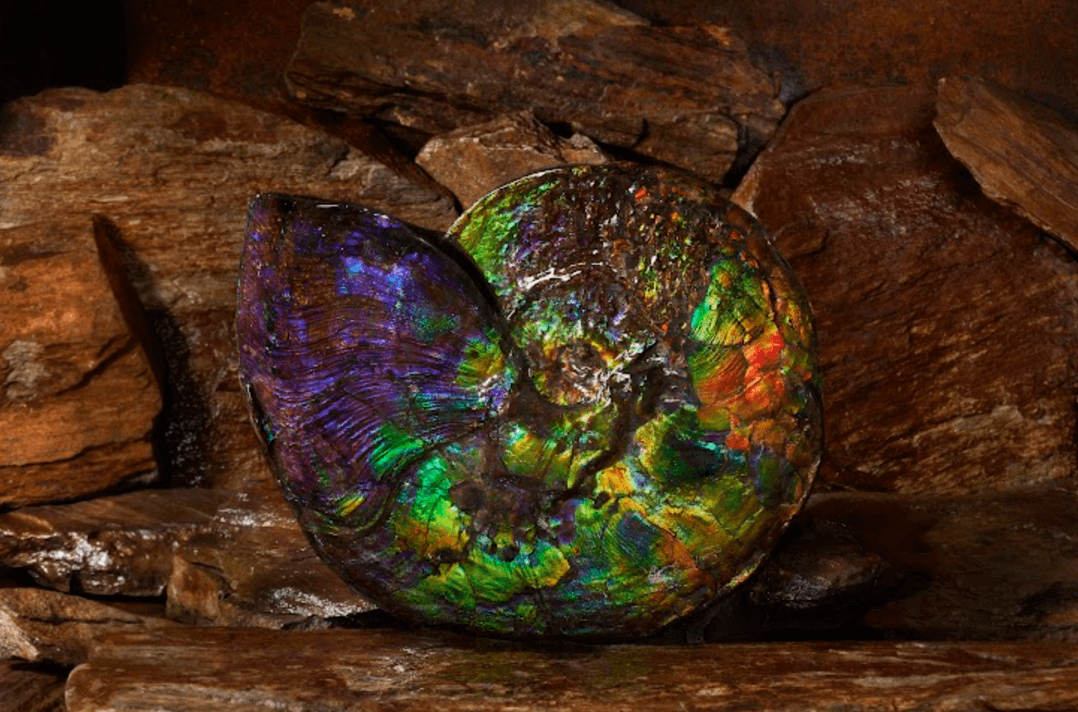 KORITE Ammolite Image