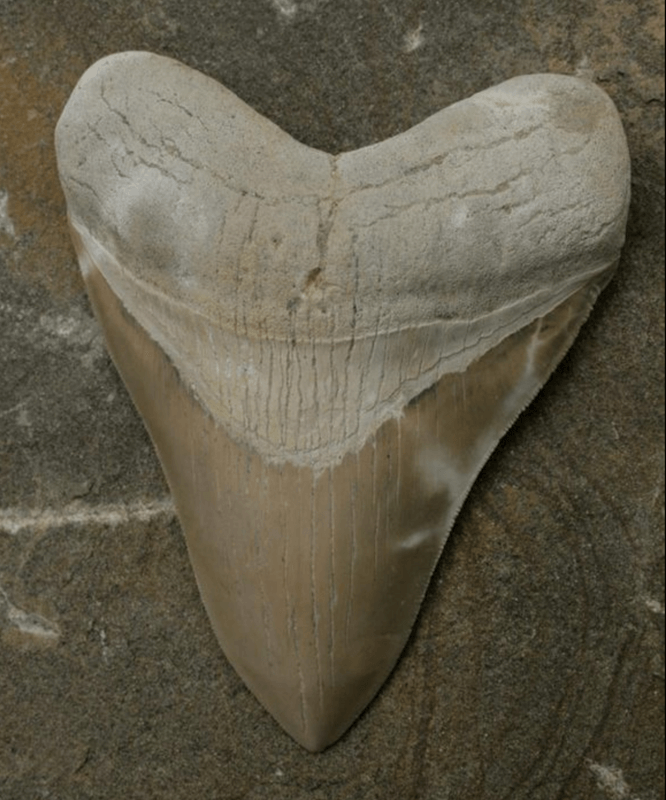 We have many great fossil shark teeth, including Makos, Angustidens, Auriculatus, and Megalodon teeth