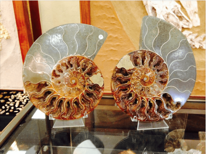 Find this Ammonite treasure at Sahara Overland