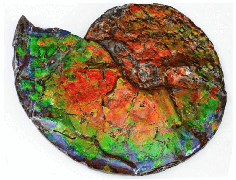 Our collectors marvel at the natural beauty of this 70 million years old ammonite fossil that gave birth to one of the most mysterious gemstones known today to man, Ammolite.